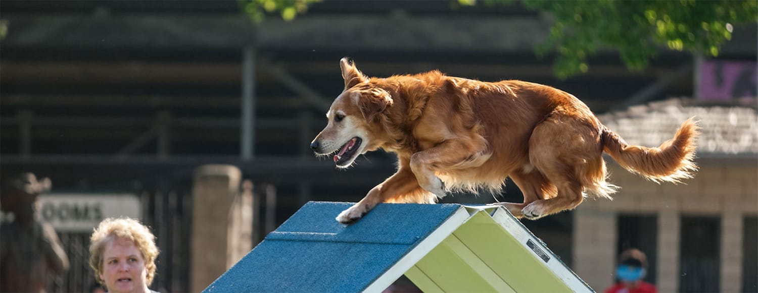 Ace Dog Sports