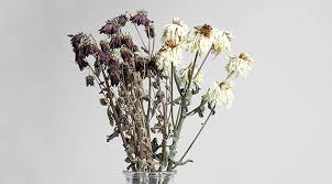 Comment recycler les fleurs fanées ? Que faire des pétales ?