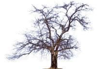 Télécharger des gifs animés d'arbre gratuits