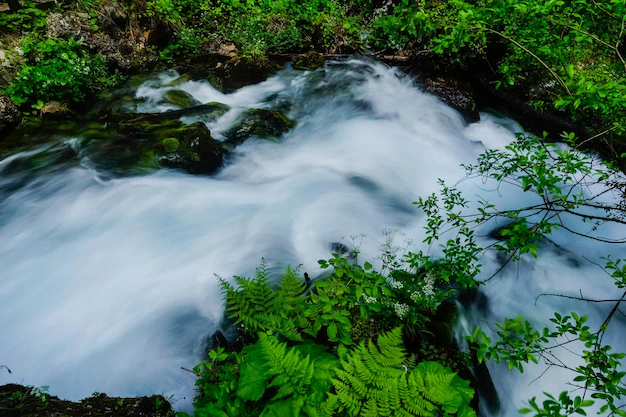L'eau blanche jaillit d'une petite cascade avec beaucoup de plantes vertes  sur les rochers | Photo Premium