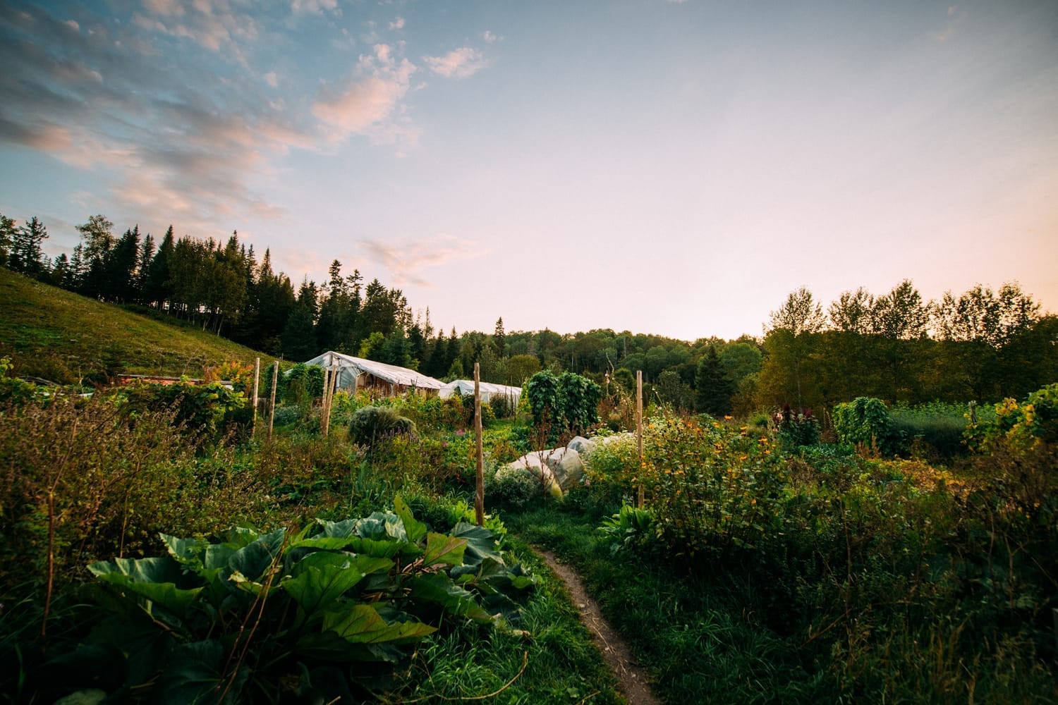 Jardin vivrier autonome
