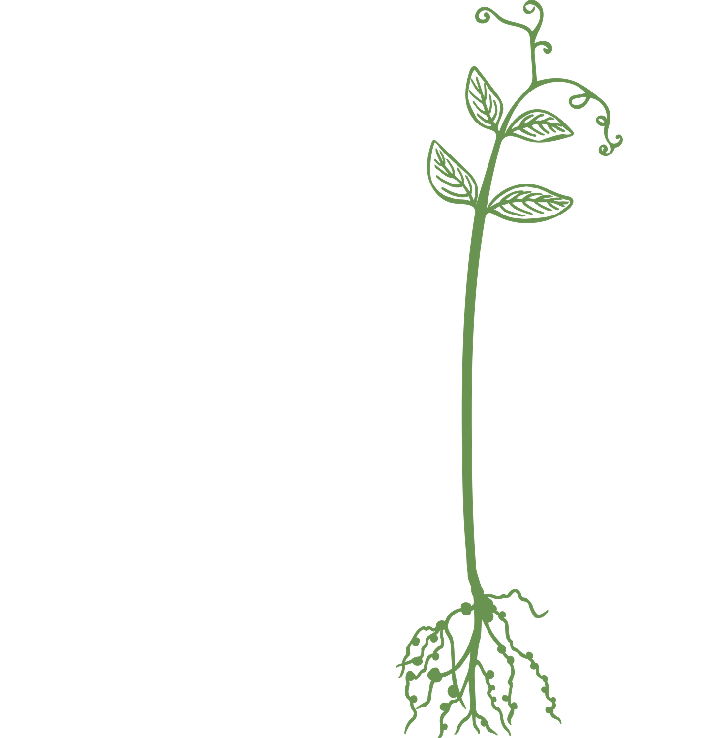 Le jardin vivrier