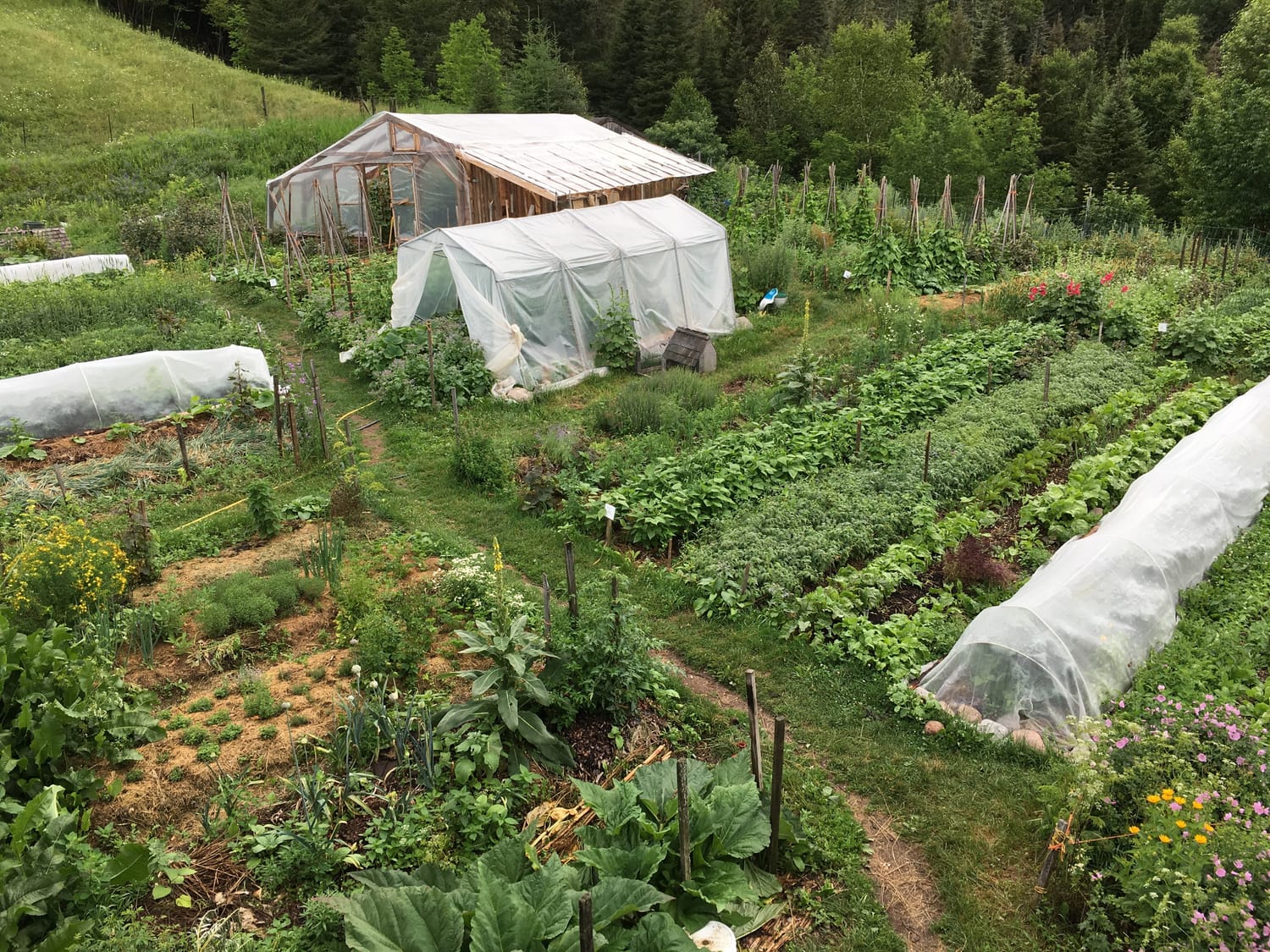 Terrain aménagé en écosystème vivrier productif