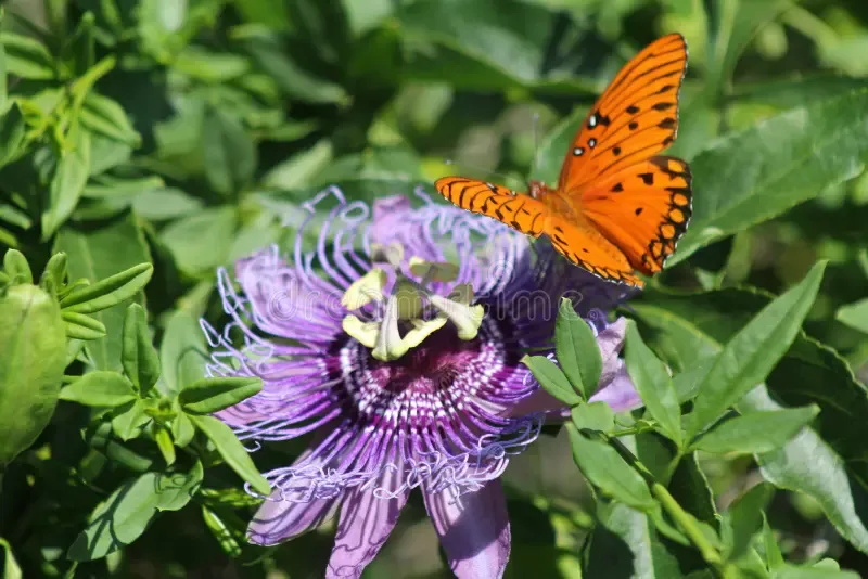 Passiflora