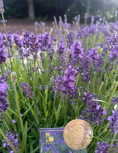 Lavanda