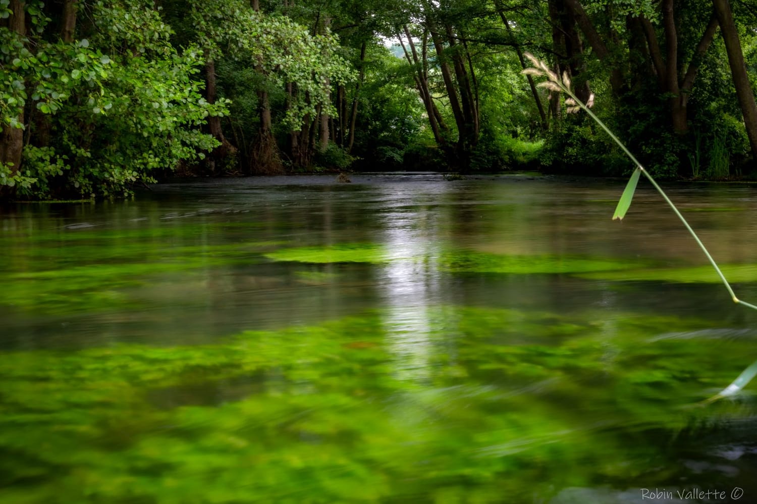 La rivière verte de l'Andelle