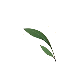 a single curved leaf resting over a soft open circle