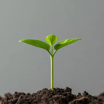 seedling