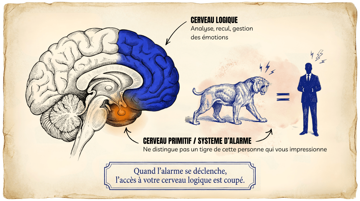 Amygdale et cerveau
