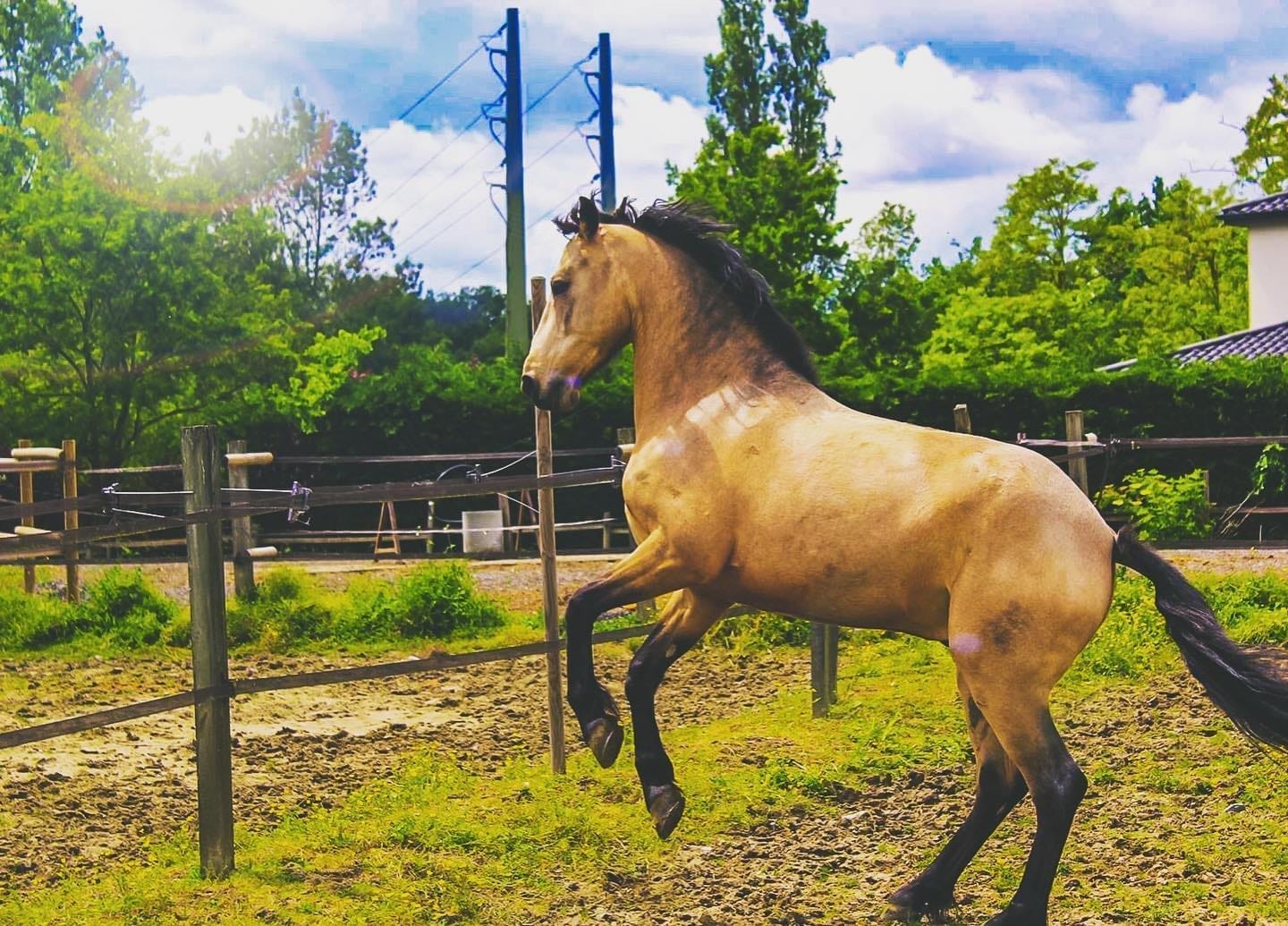 Coaching équestre respectueux cheval