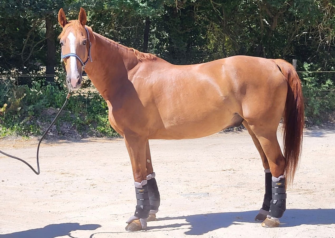 Coaching équestre respectueux cheval