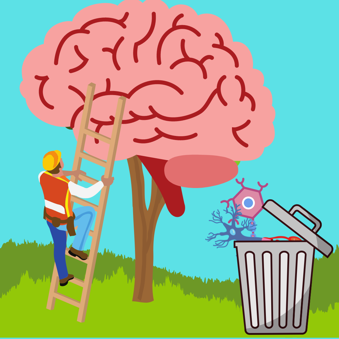 Infant to Athlete | Use it or Lose it: The Impact of Synaptic Pruning ...