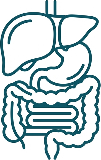 Digestive and liver icon