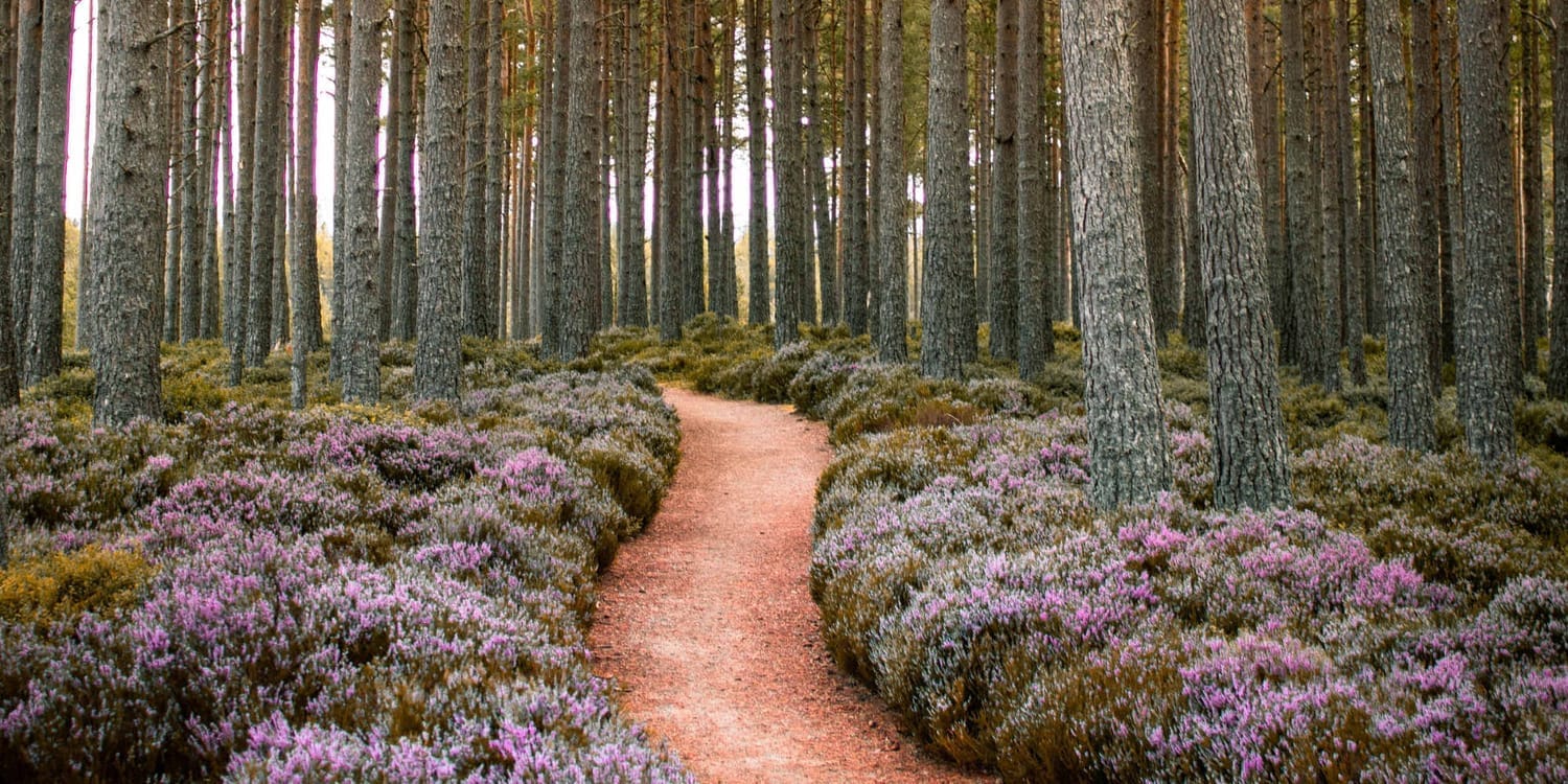 Chemin dans forêt avec tapis de bruyères 