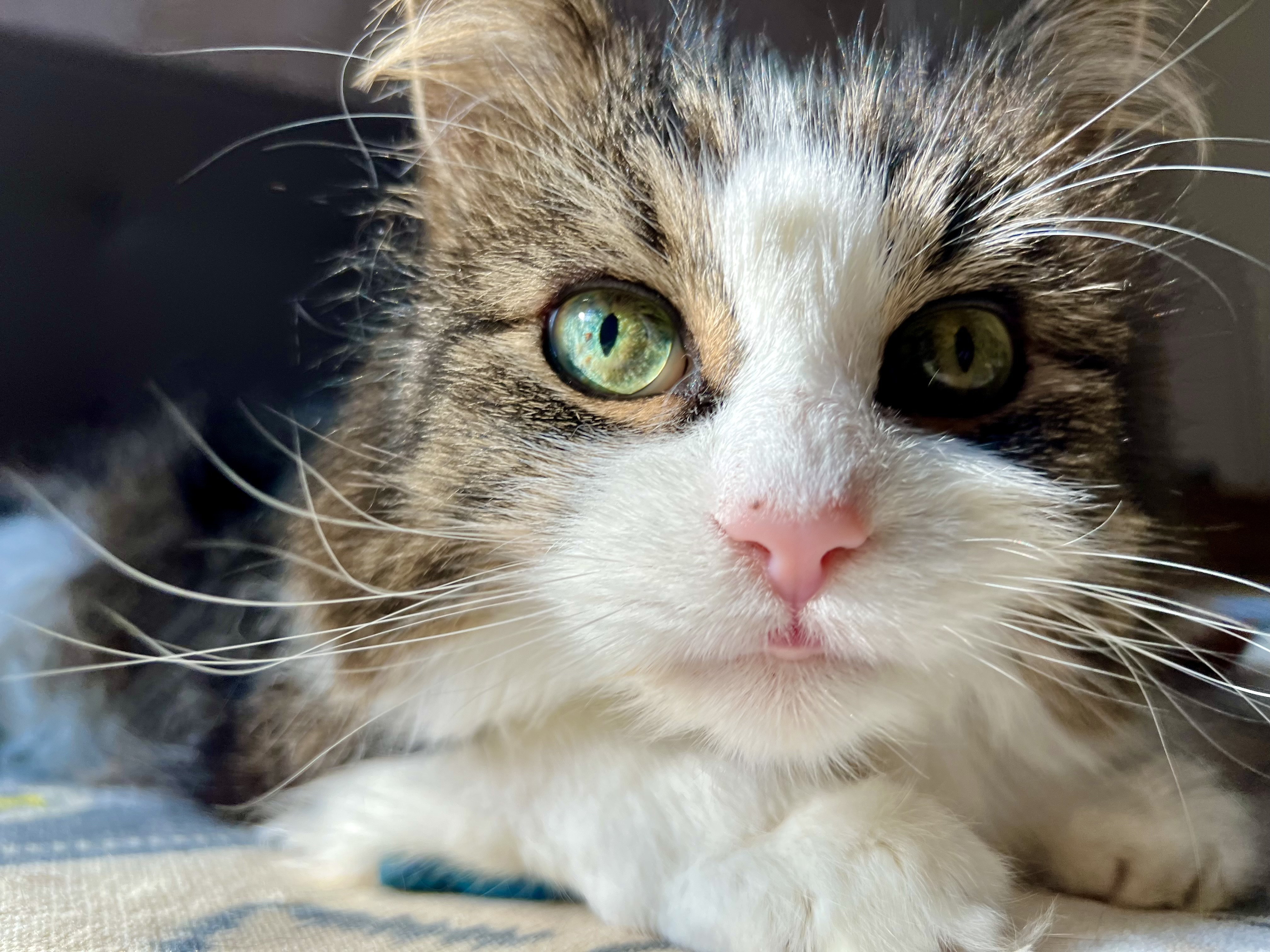Leo says it's time to PLAY!