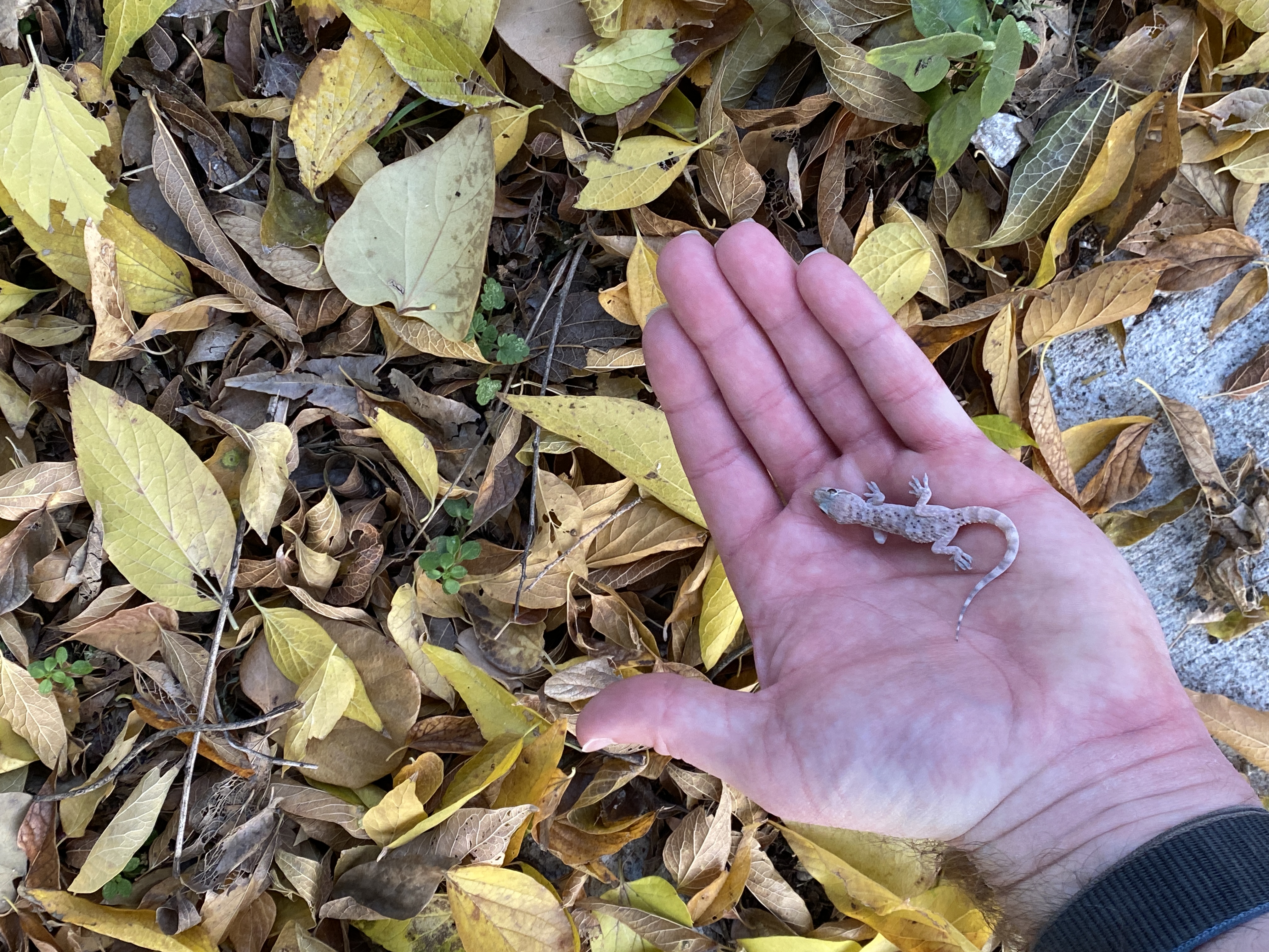 The baby gecko was so comfortable with Dr. Boaz, she waited on his hand for a picture | The Orthodox Snake Writing Agency