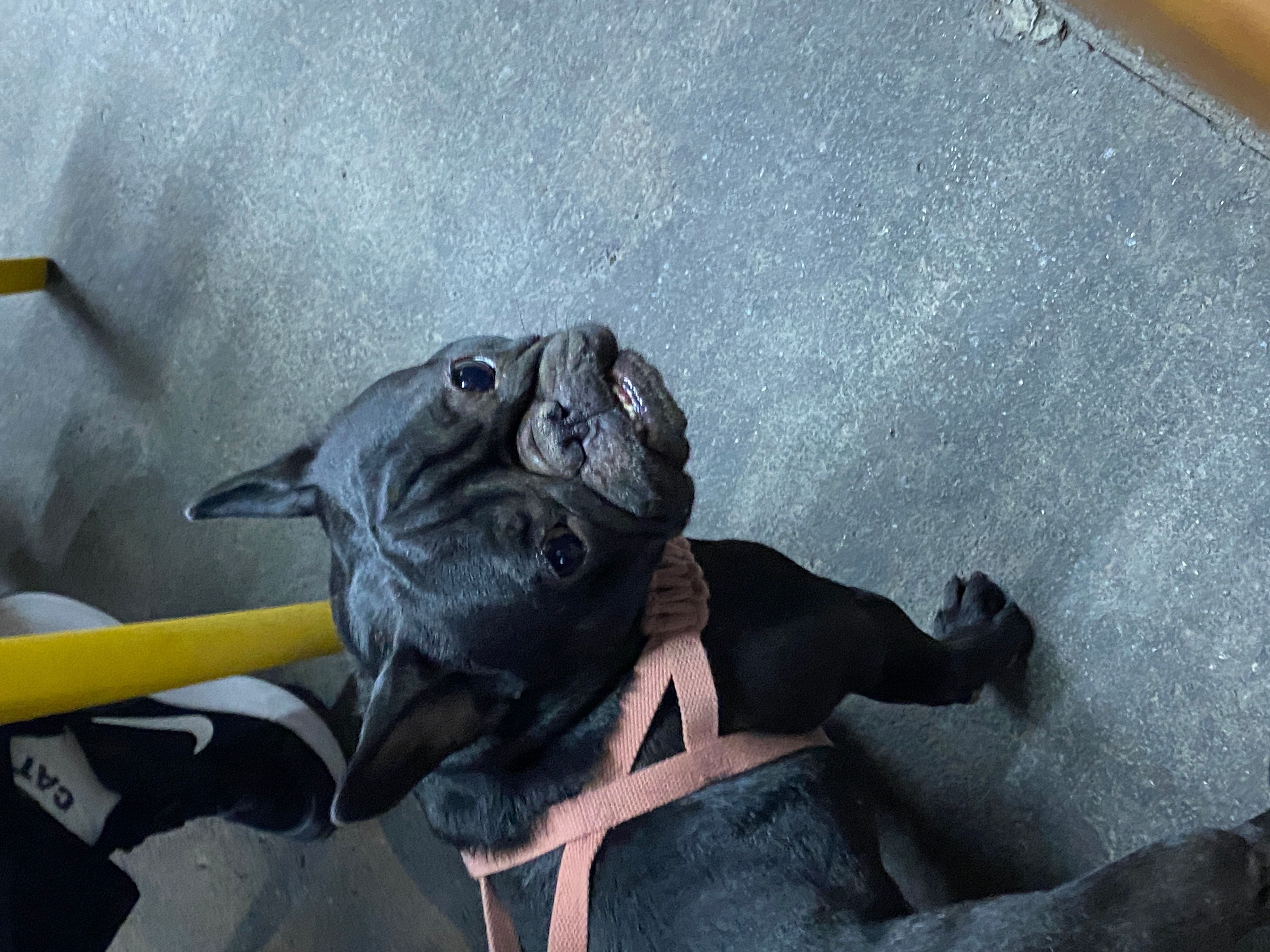 Dr. Boaz Goss meets a nice doggo | The Orthodox Snake Writing Agency