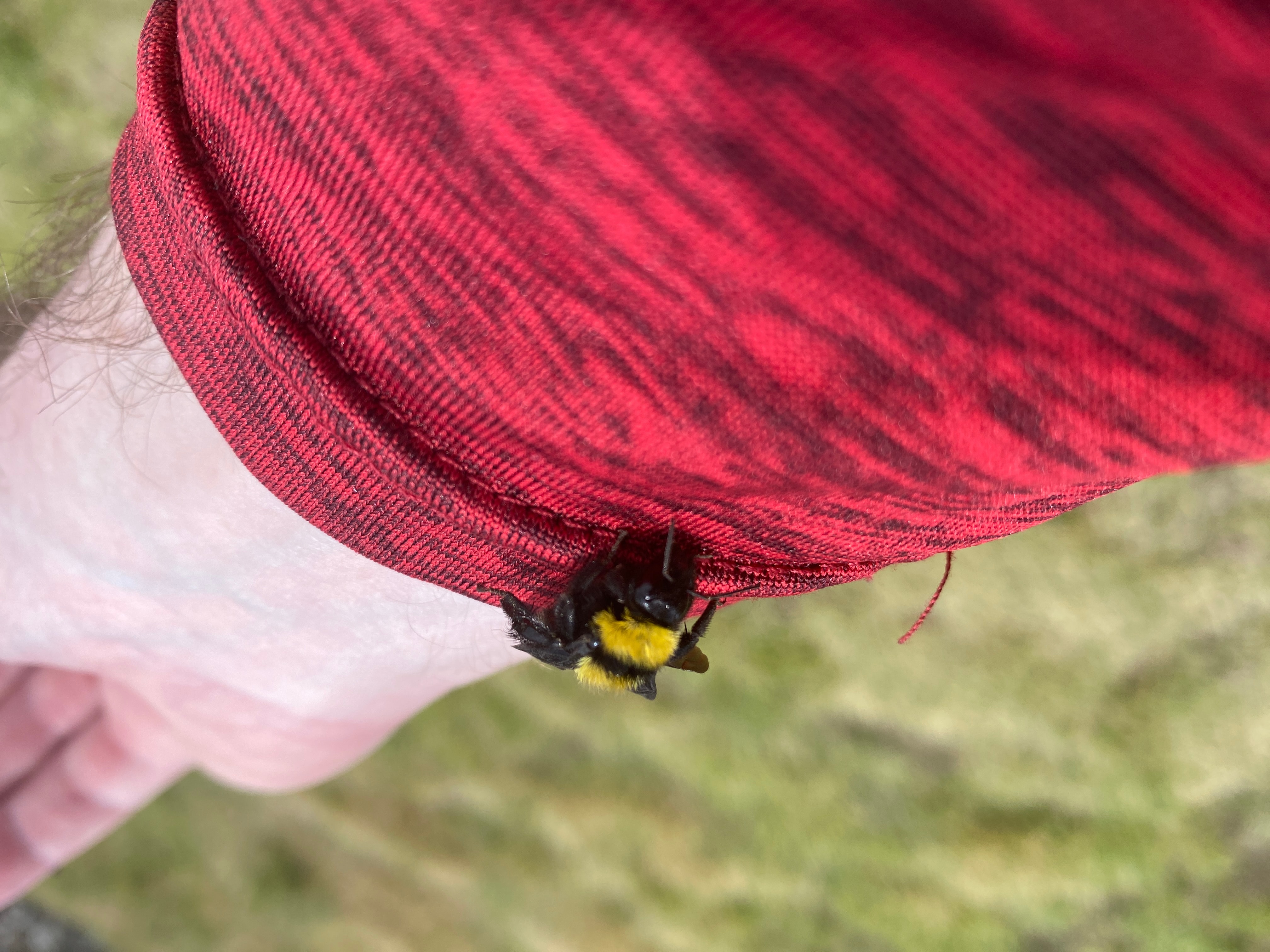 Dr. Boaz and the bee | The Orthodox Snake Writing Agency