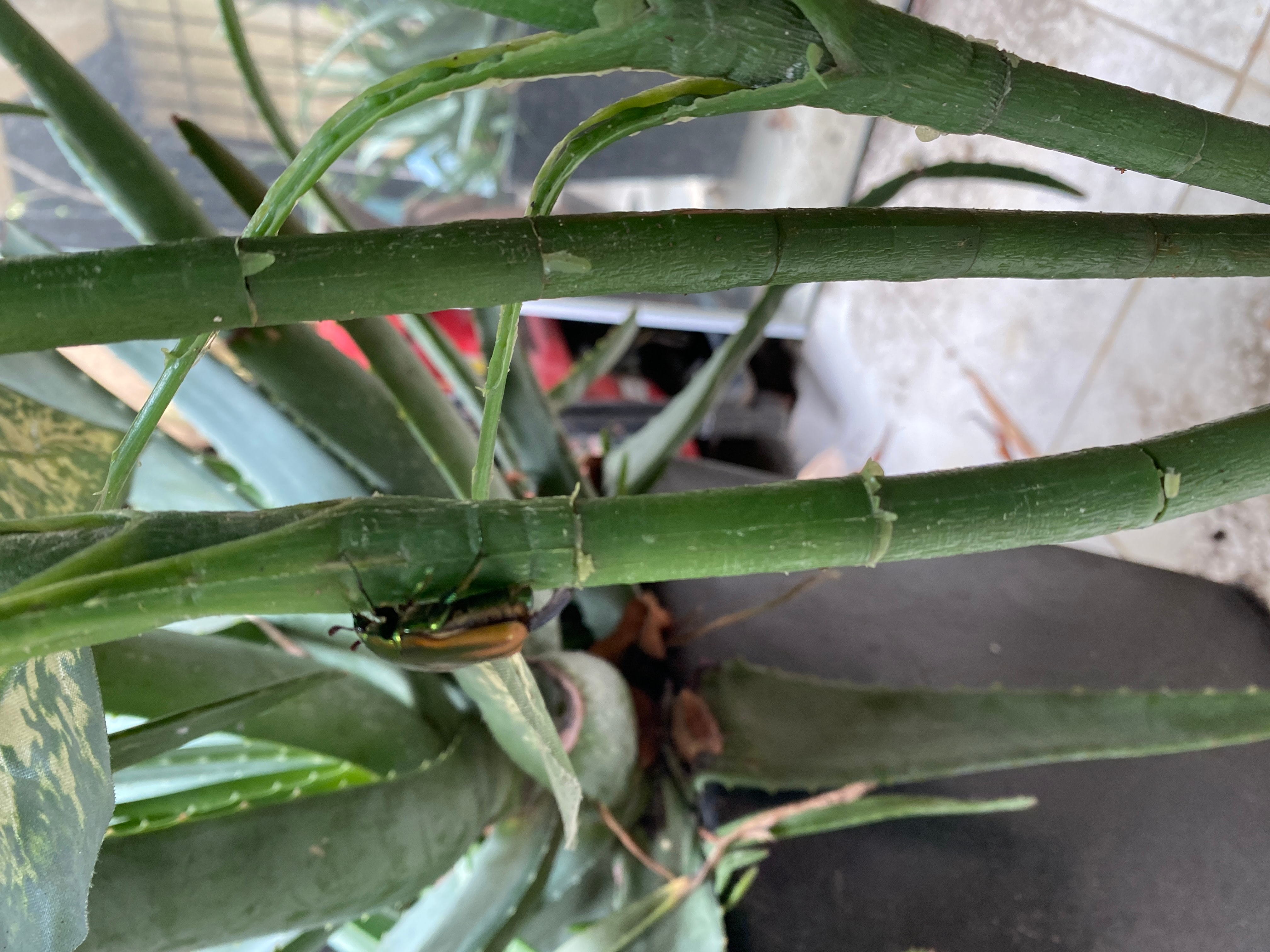 The Golden Beetle restored to their natural habitat | The Orthodox Snake Writing Agency