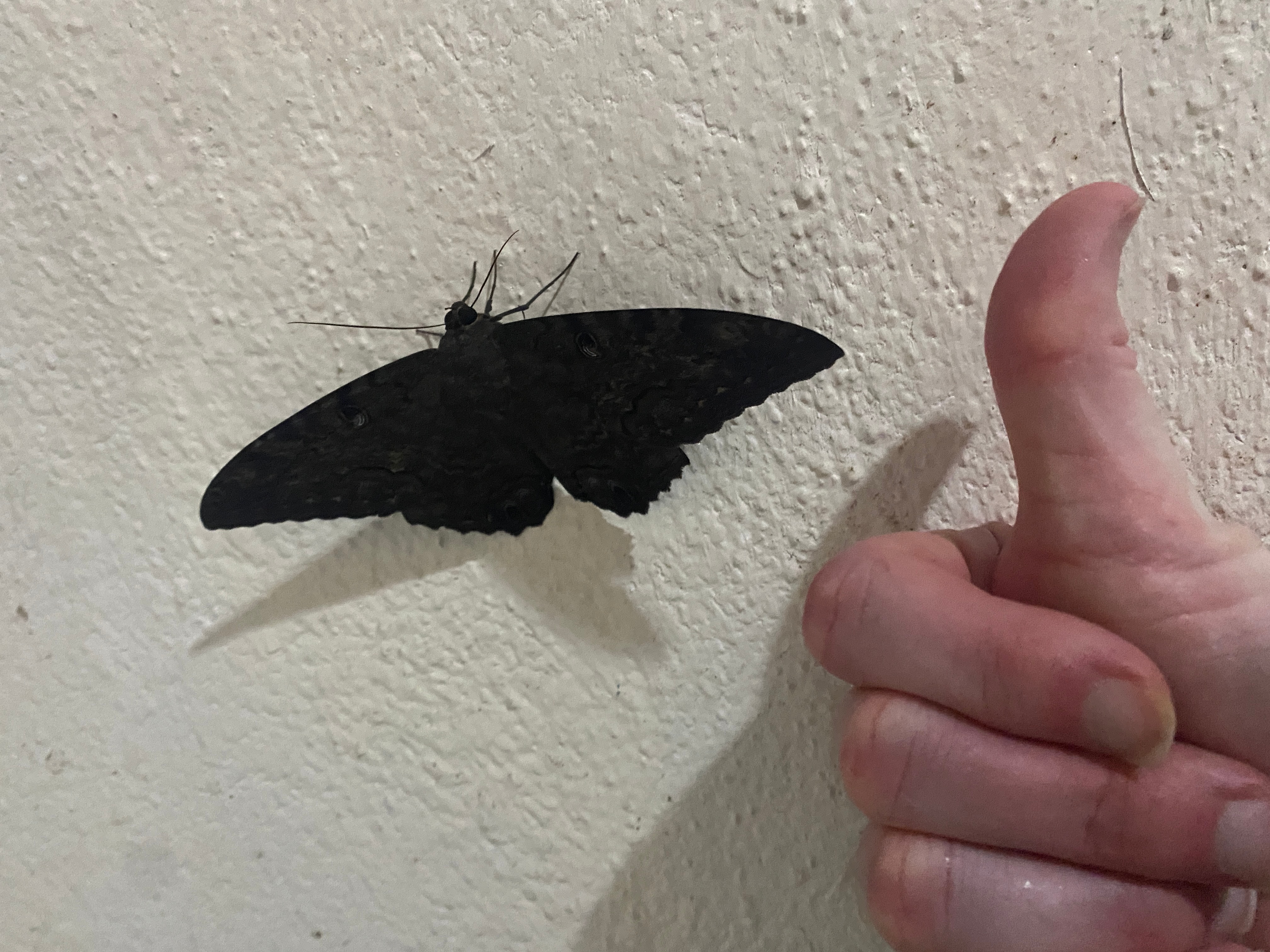 Dr. Boaz Goss and the giant bathroom moth | The Orthodox Snake Writing Agency