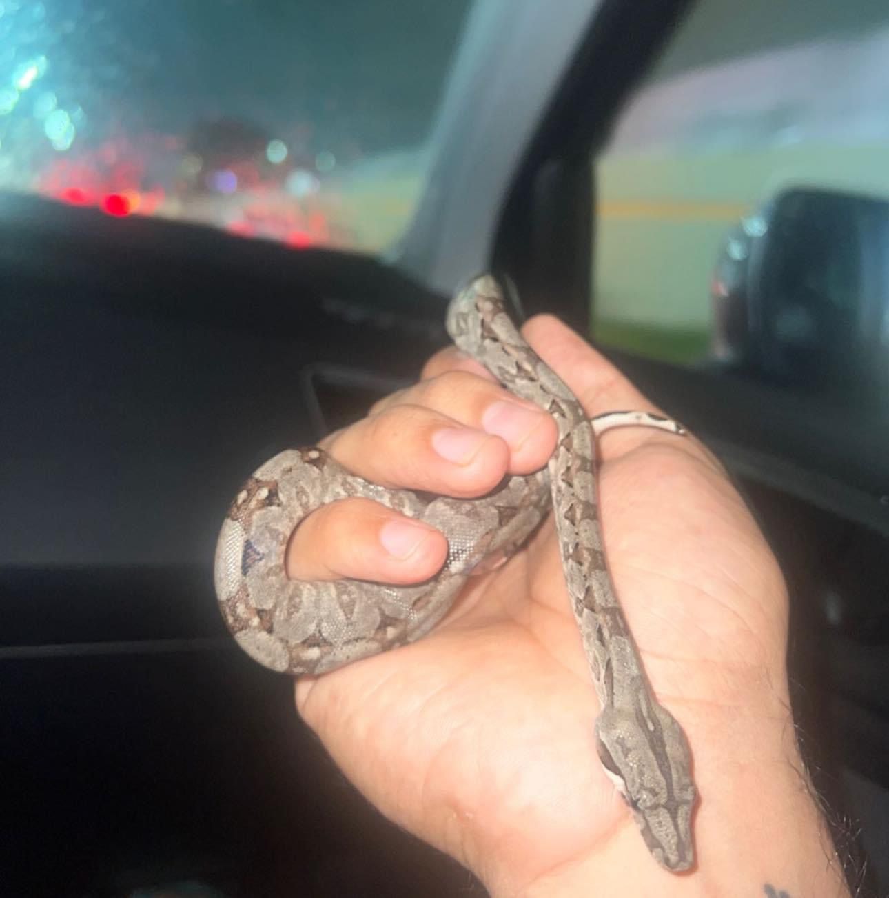 Dr. Boaz Goss friendly baby Boa rescued from hurricane | The Orthodox Snake Writing Agency