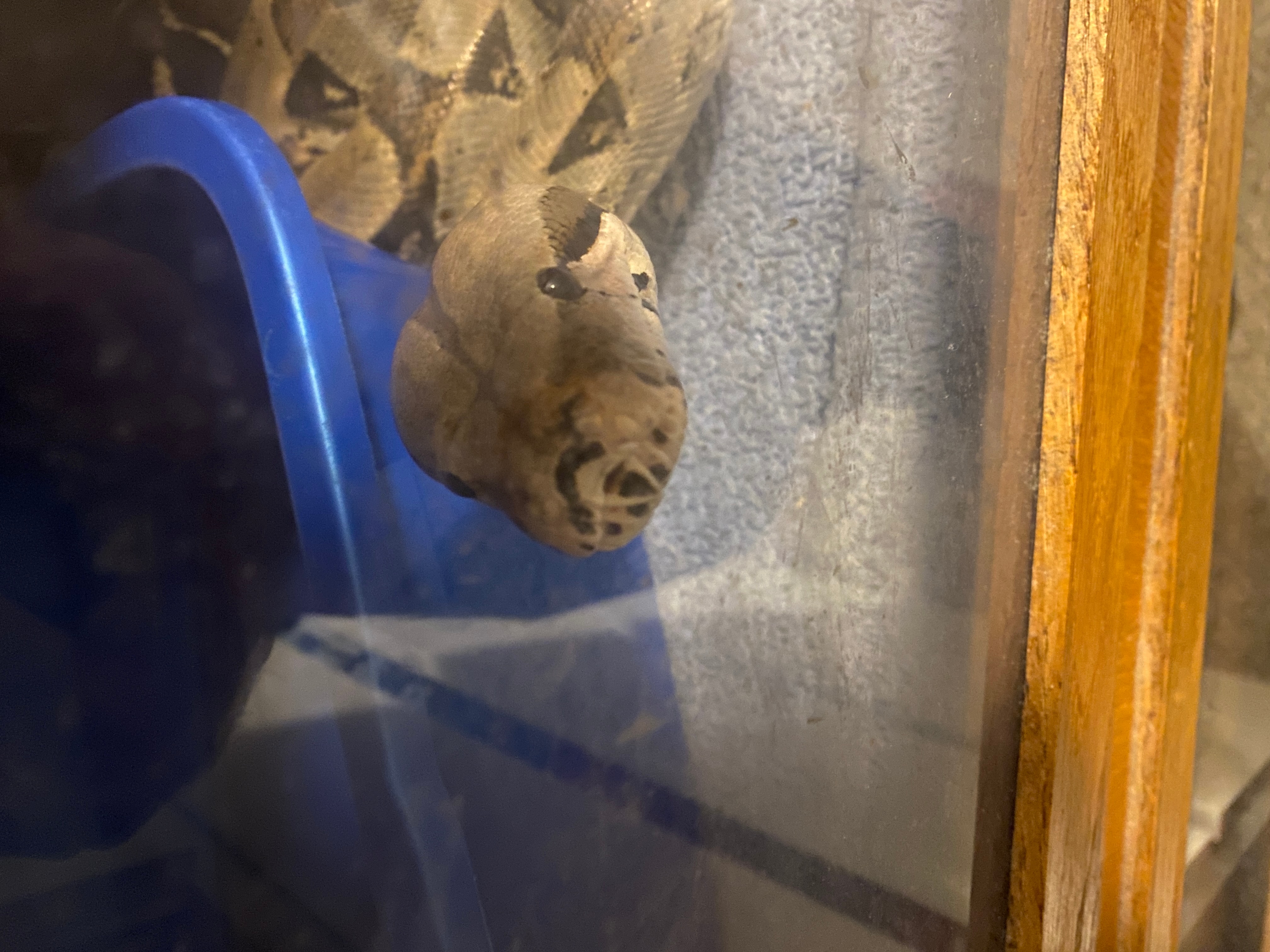 Dr. Boaz Goss babysits Harlow the beautiful Boa | The Orthodox Snake Writing Agency