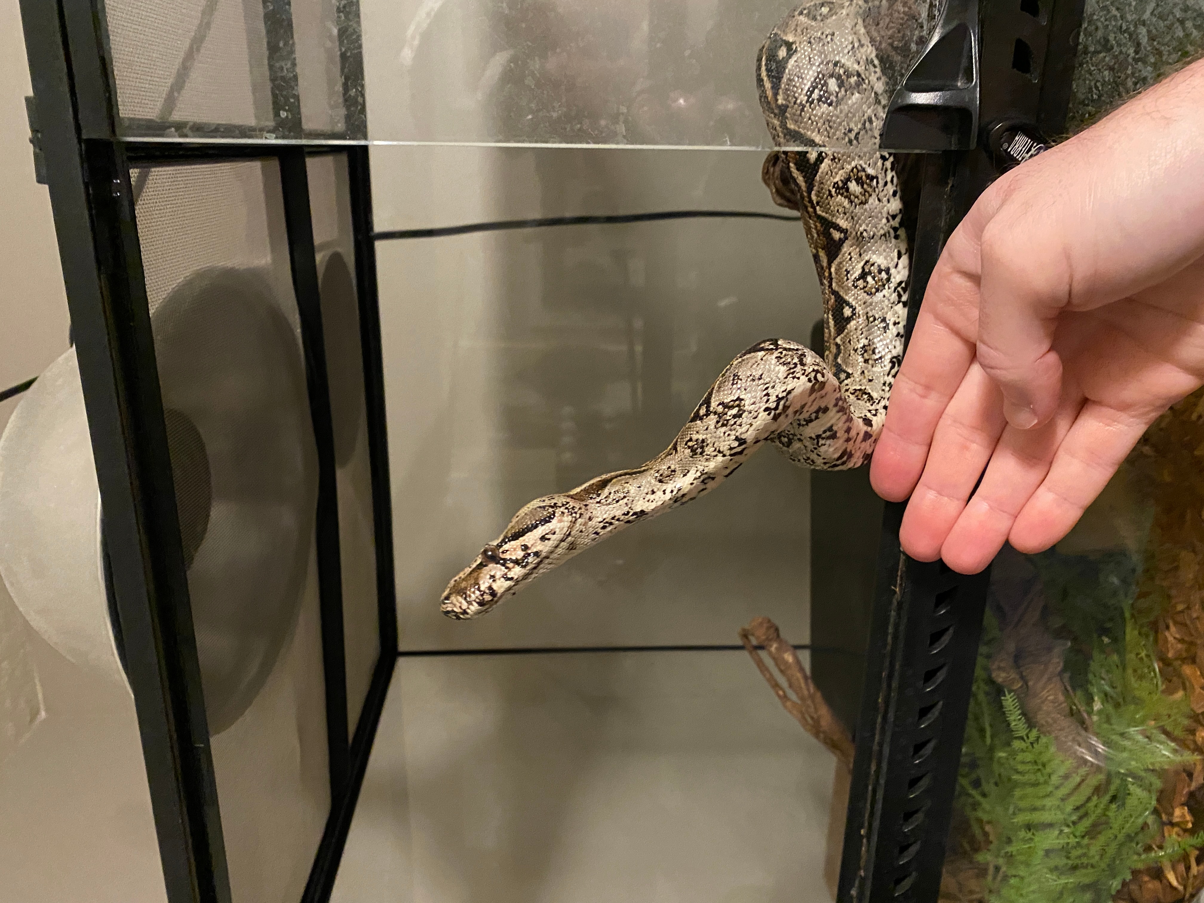 Java the Boa, thinking about hanging out with Dr. Boaz | The Orthodox Snake Writing Agency