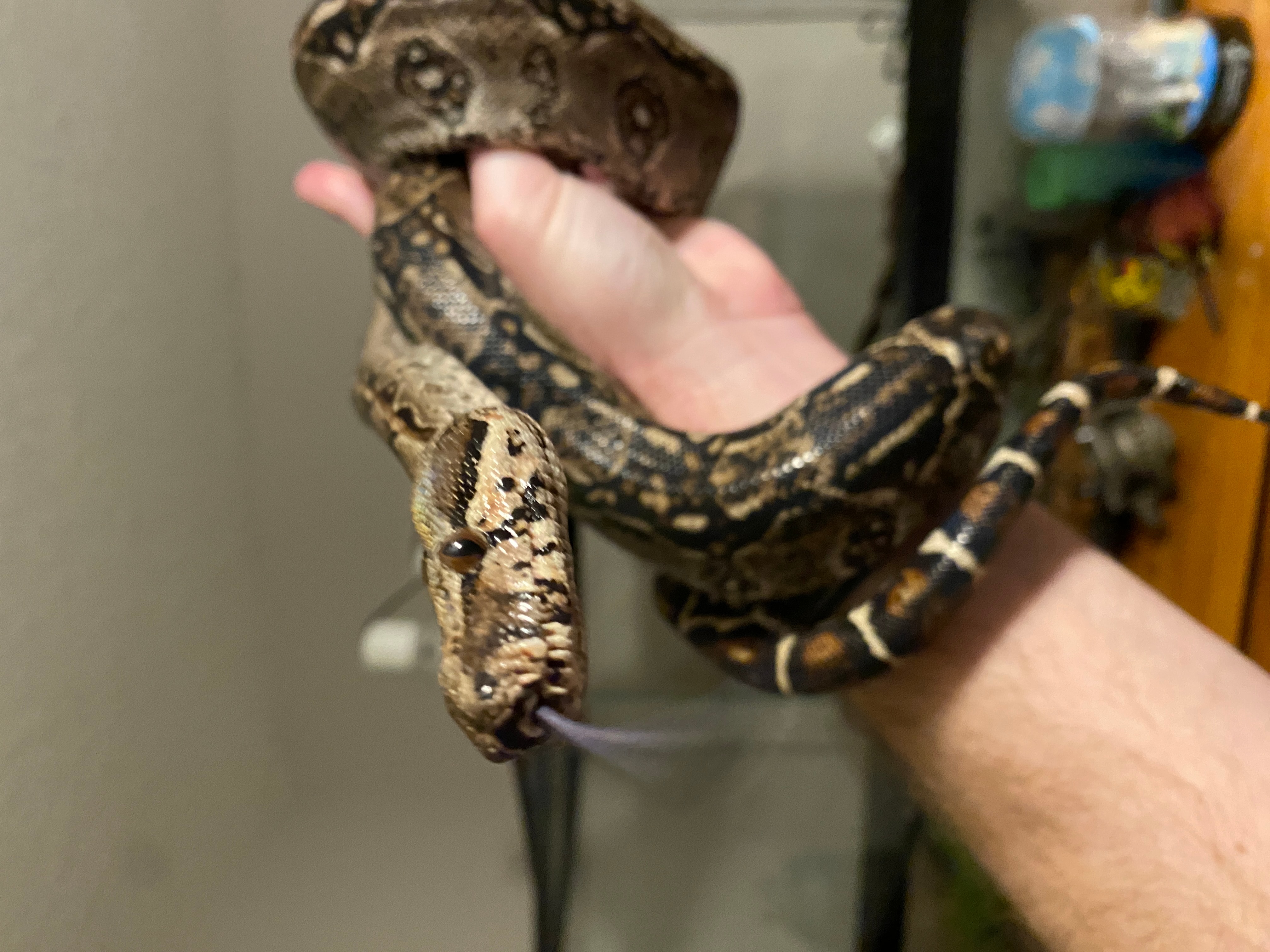 Java the Boa decided to hang out with Dr. Boaz :) | The Orthodox Snake Writing Agency