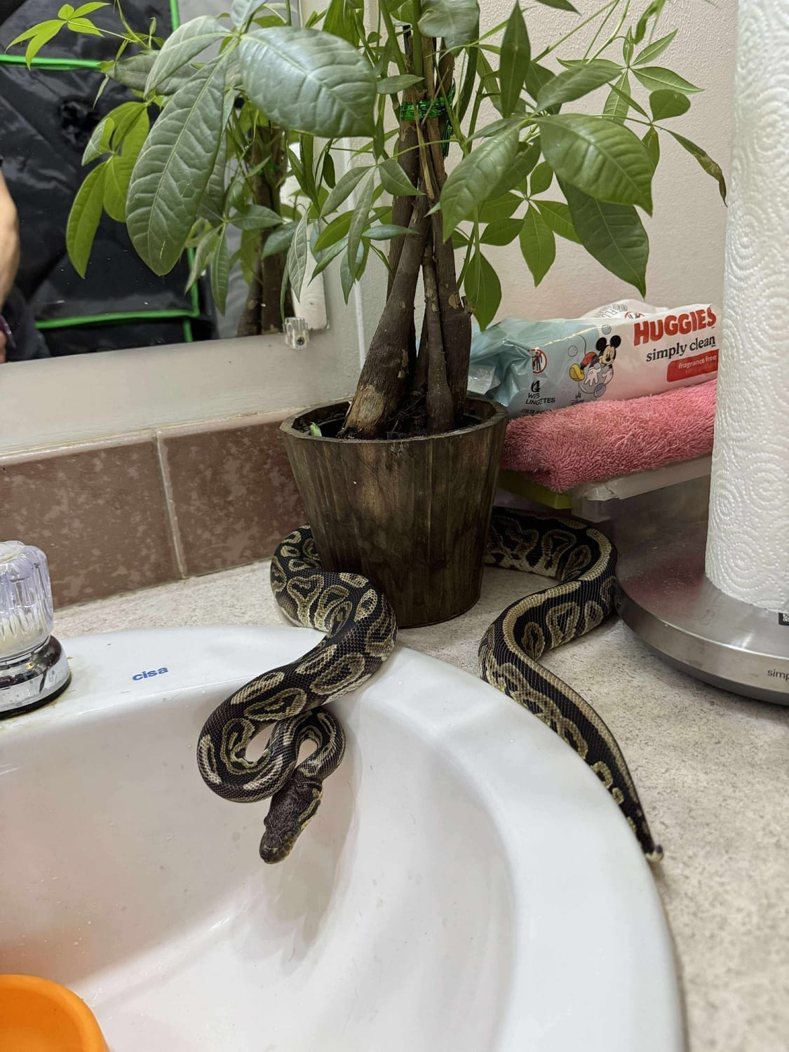 Tiffany takes a bath | The Orthodox Snake Writing Agency