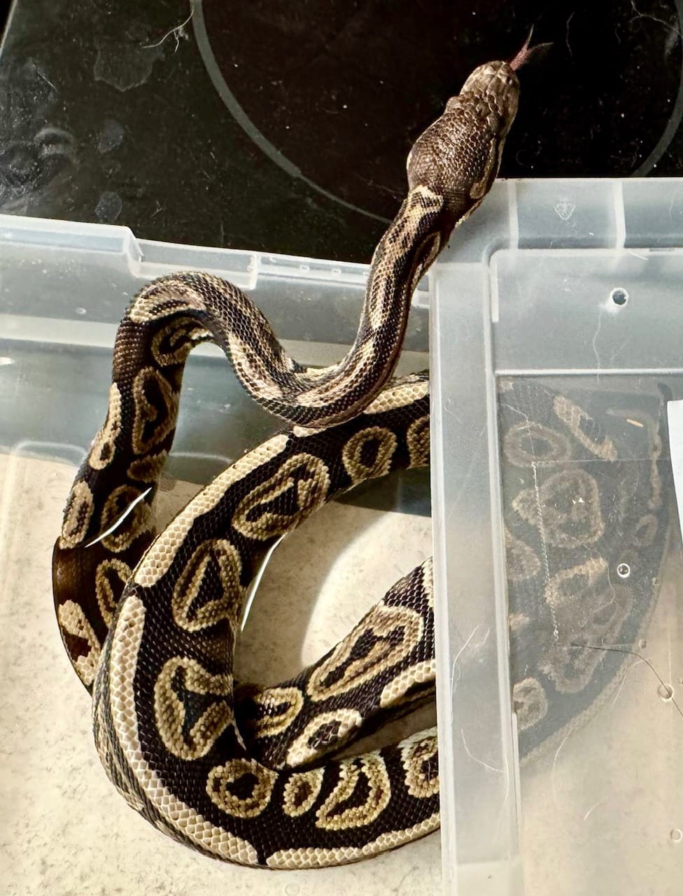 Tiffany taking a dip at Spirit Keeper Animal Sanctuary | The Orthodox Snake Writing Agency