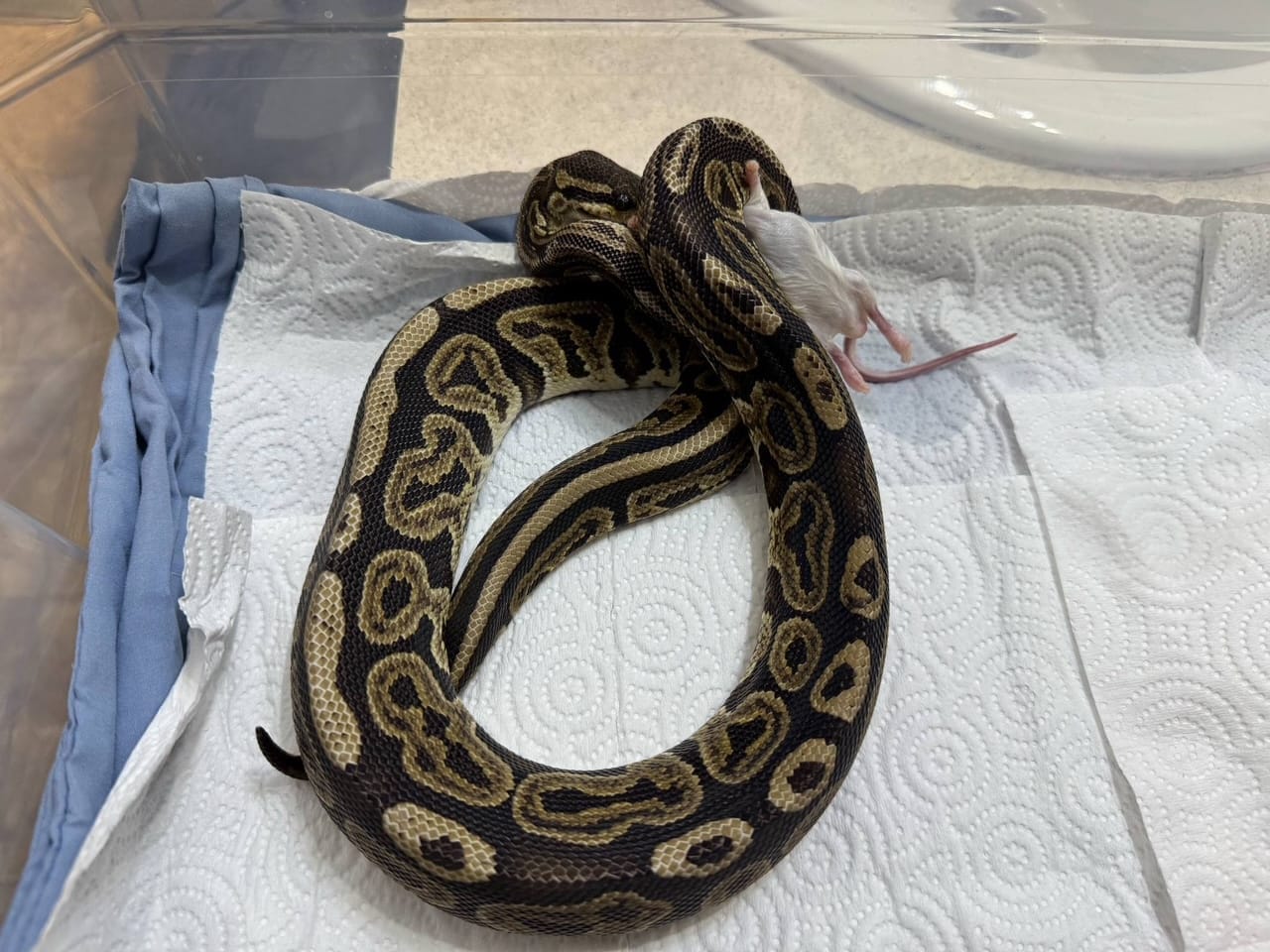 Tiffany having a meal | The Orthodox Snake Writing Agency