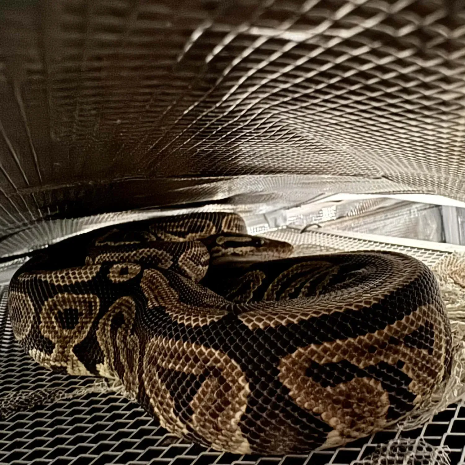 Tiffany at the top of the world | The Orthodox Snake Writing Agency