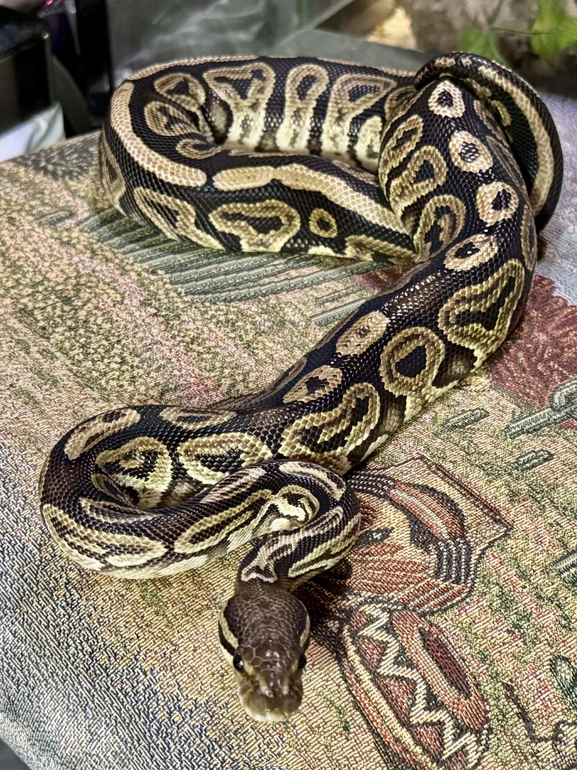 Tiffany in Jan 2026 after doubling her weight at intake (+400 grams!)