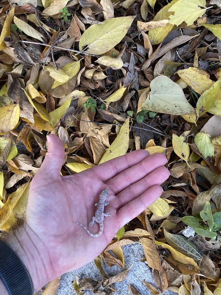 The baby gecko was so comfortable with Dr. Boaz, she waited on his hand for a picture | The Orthodox Snake Writing Agency