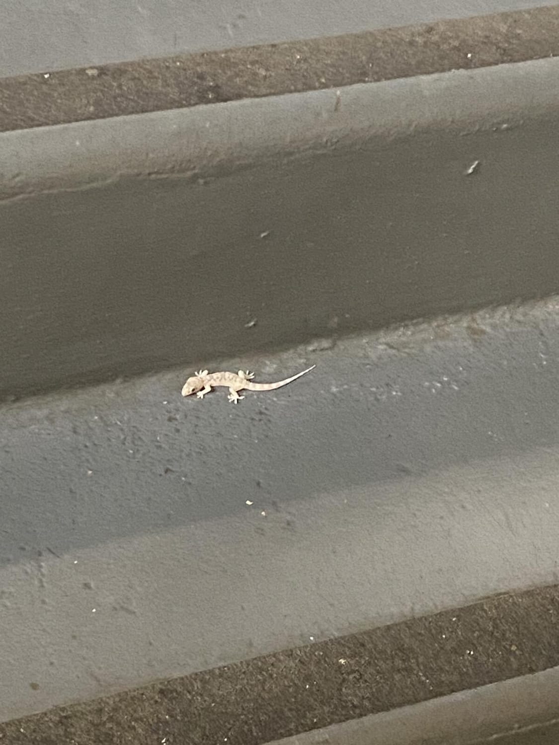 Baby Gecko rescued on school stairs | Orthodox Snake theology of nature