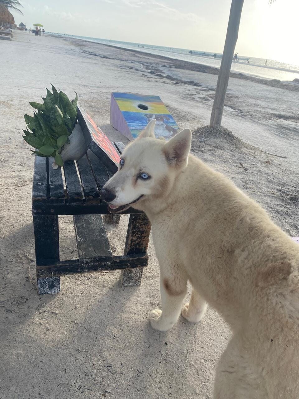 Dr. Boaz Goss rents a cabana from local dog entrepreneur | The Orthodox Snake Writing Agency