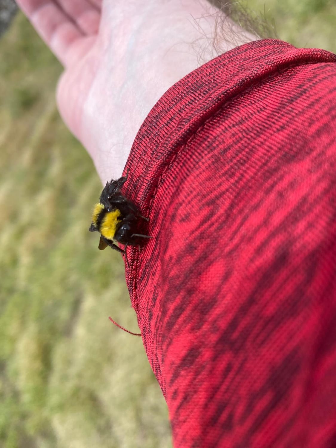 Dr. Boaz Goss rescues bee in need | The Orthodox Snake Writing Agency
