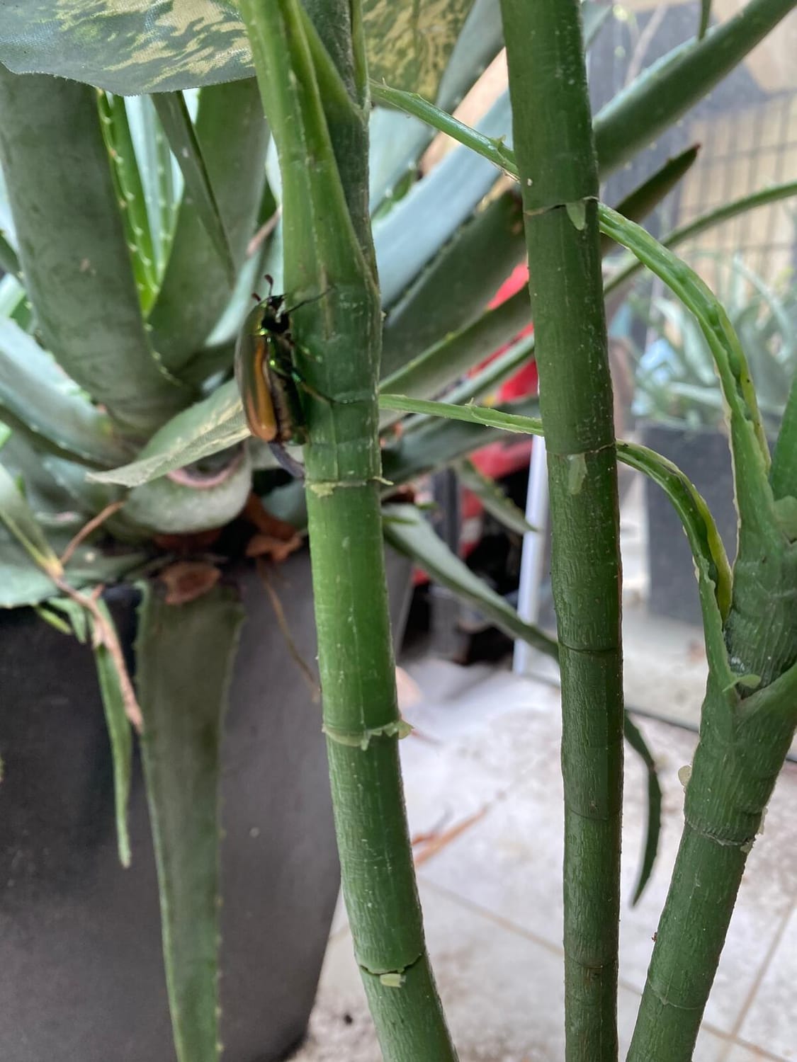 The Golden Beetle restored to their natural habitat | The Orthodox Snake Writing Agency
