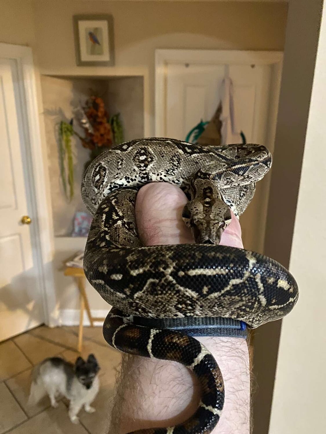 Java the boa treating Dr. Boaz like a big tree | The Orthodox Snake Writing Agency