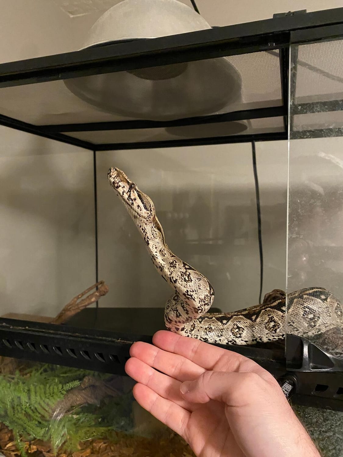 Java the Boa, thinking about hanging out with Dr. Boaz | The Orthodox Snake Writing Agency