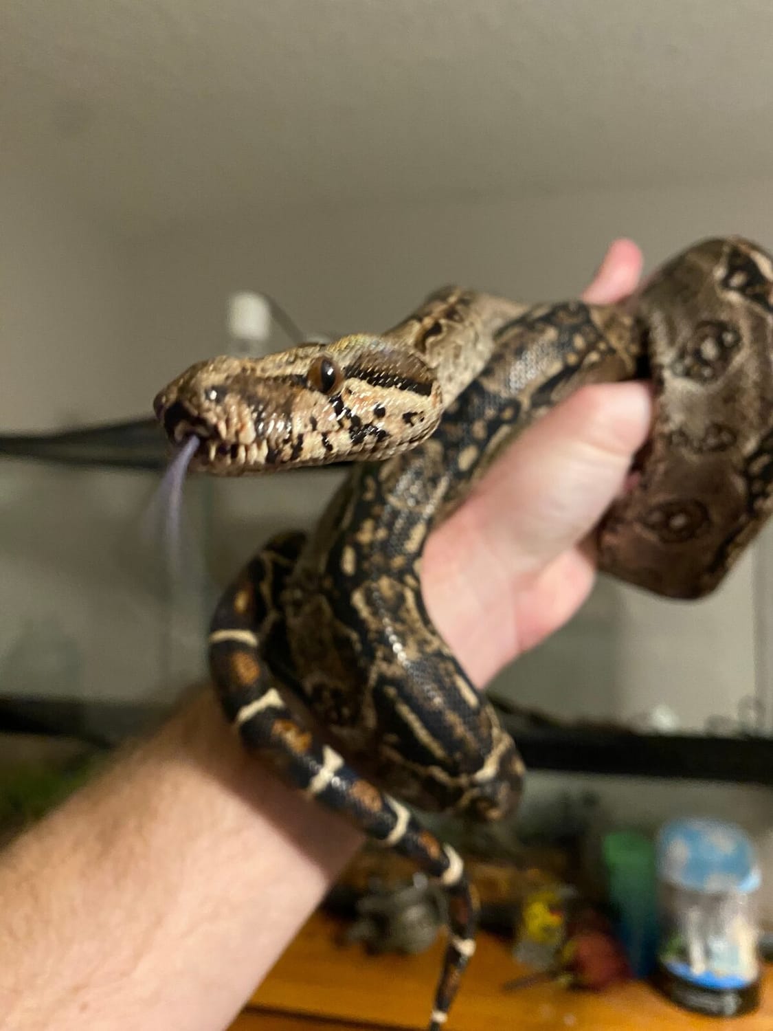 Java the Boa decided to hang out with Dr. Boaz :) | The Orthodox Snake Writing Agency