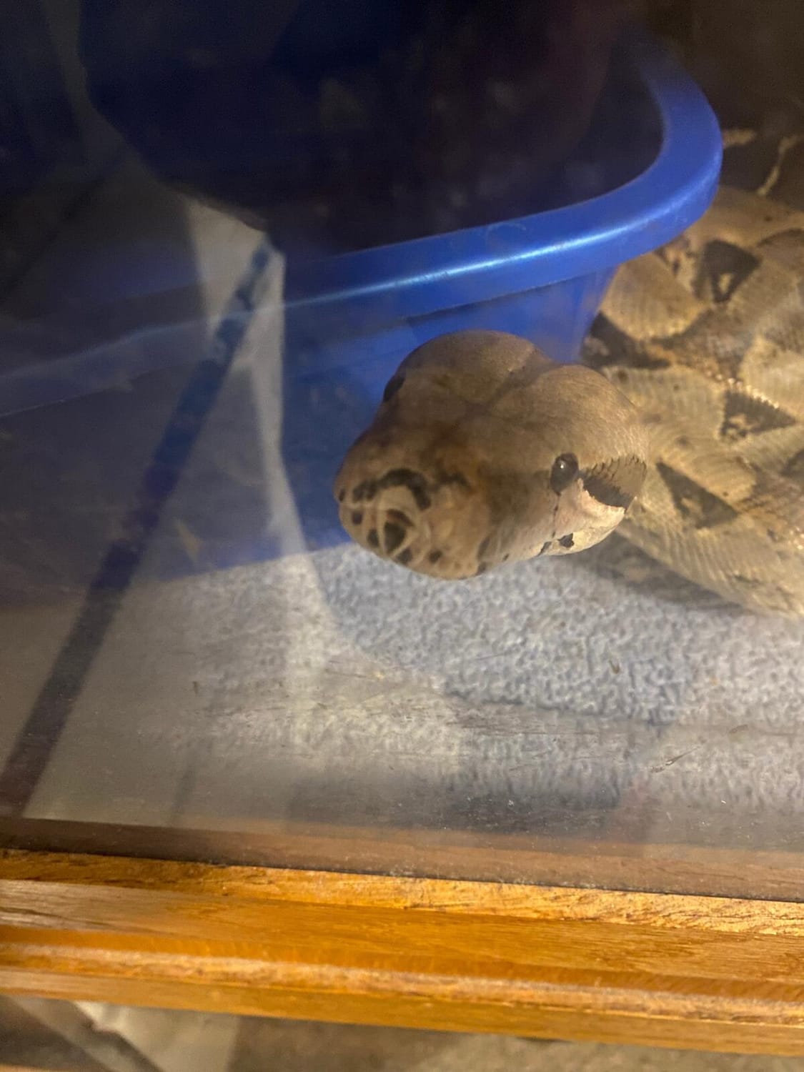 Dr. Boaz Goss babysits Harlow the beautiful Boa | The Orthodox Snake Writing Agency