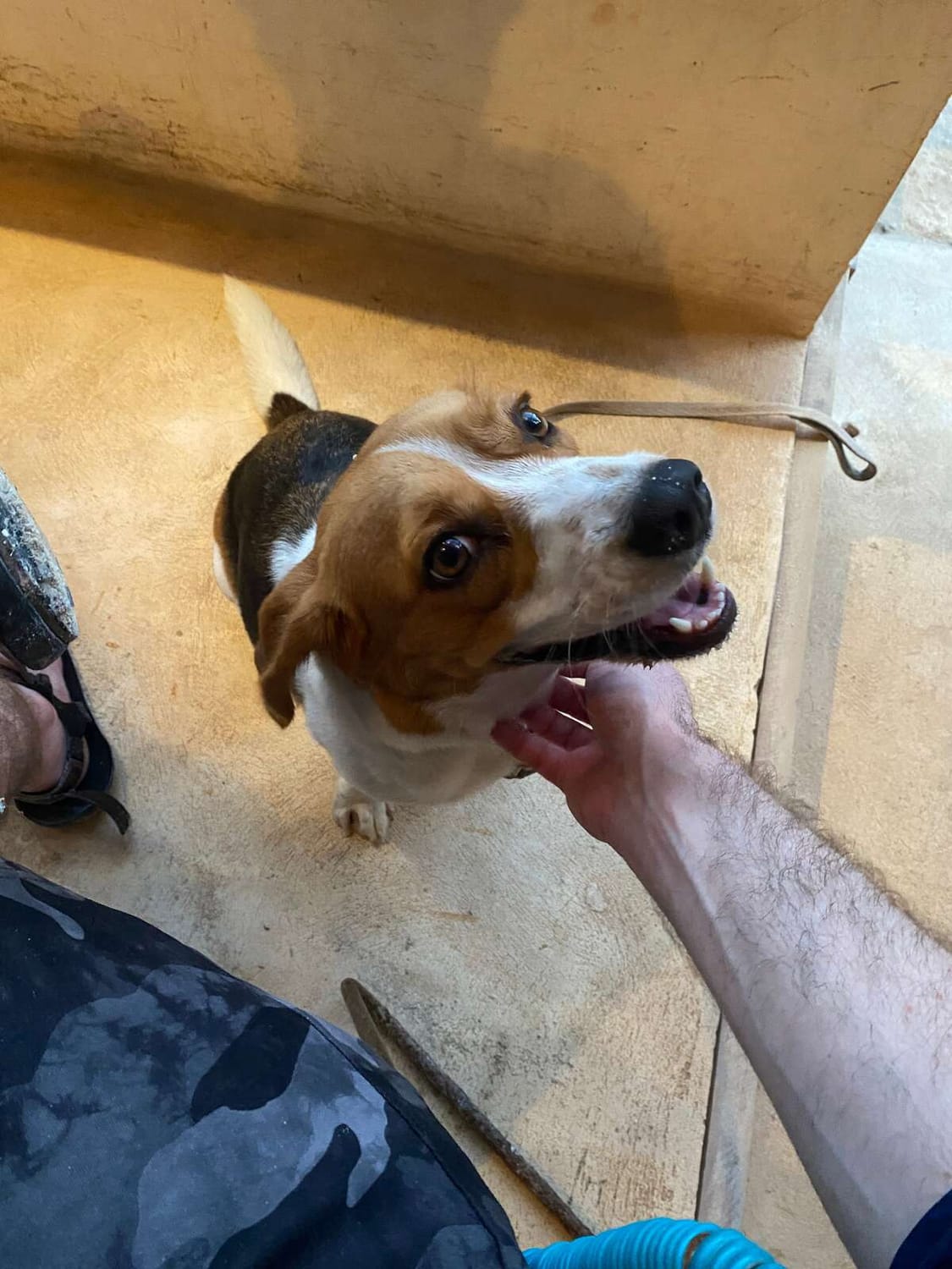 Dr. Boaz Goss and the doggo companion | The Orthodox Snake Writing Agency