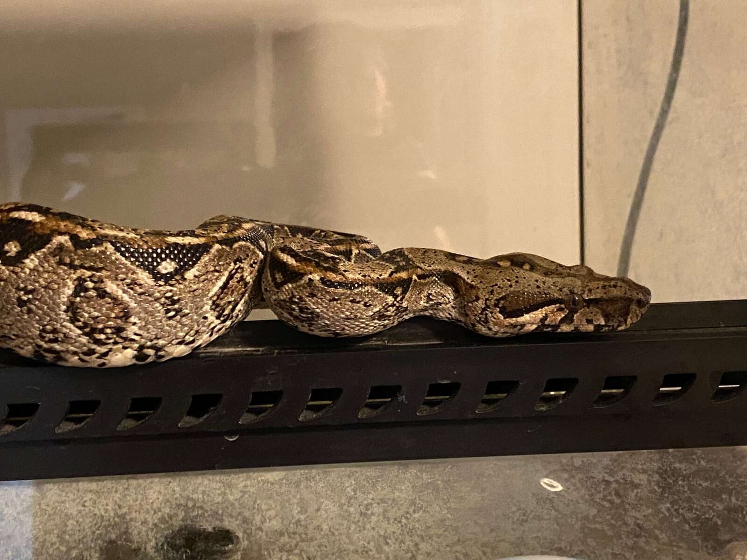 Java the Boa comes out to greet Dr. Boaz | The Orthodox Snake Writing Agency