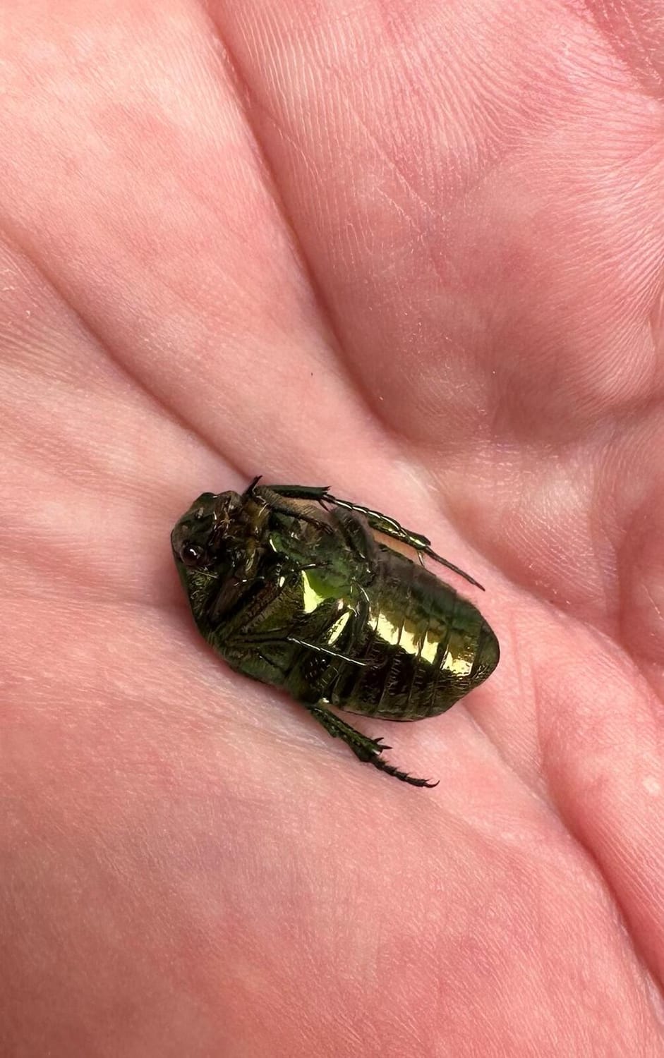 Dr. Boaz Goss and the Golden Beetle | The Orthodox Snake Writing Agency