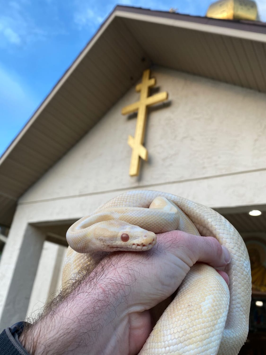 Sweet Potato at his blessing liturgy