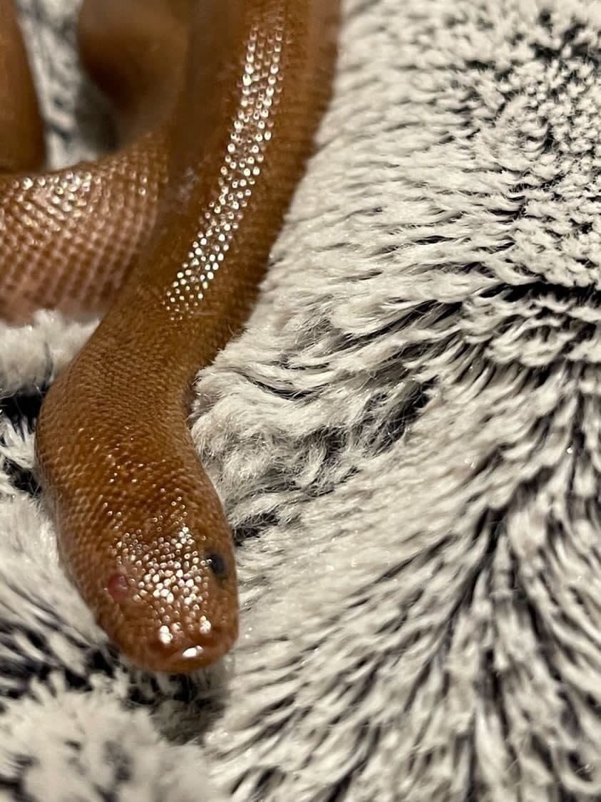 Rusty the Kenyan Sand Boa extra shiny after his eye surgery | The Orthodox Snake Writing Agency