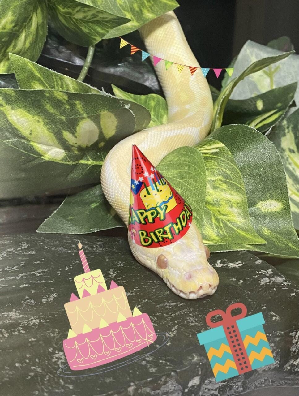 Sweet Potato wearing his party hat in celebration of hitting 100 subs | The Orthodox Snake Writing Agency