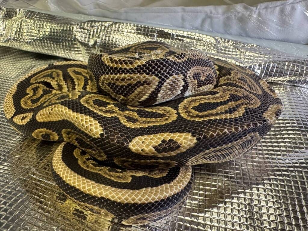 Tiffany upon intake, curled up | The Orthodox Snake Writing Agency