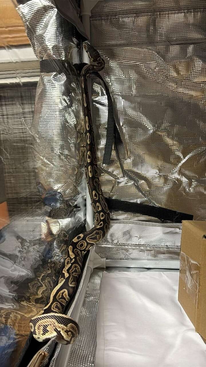 Tiffany learning to climb again | The Orthodox Snake Writing Agency